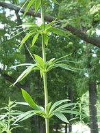 Lilium michiganense