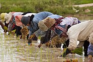 Ploughing a rice terrace with water buffaloes in Java