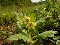 Henbane in flower