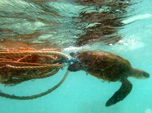 Plastic pollution affects seas, beaches, rivers and land (clockwise from top left): Olive ridley sea turtle entangled in a ghost net in the MaldivesPlastic pollution of Sharm el-Naga beach, near Safaga, EgyptPiles of plastic waste on the government-authorized "garbage island" of Thilafushi, MaldivesCanada Dry plastic bottle on hiking trail in the United States adjacent to an urban hiking trail.A tributary of the Wouri River in Douala, Cameroon, completely clogged with plastic.