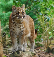 Indian leopard