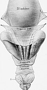 Genitourinary system of a stallion