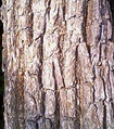 Bark closeup