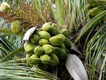 Indo-Atlantic coconut from eastern India with the elongated triangular niu kafa-type fruits