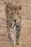 Indian leopard