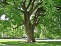 American elm at Phillips Academy, Andover, Massachusetts (May 2020)