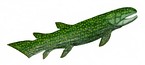 Реконструкция Tiktaalik roseae, сделанная для Национального научного фонда. 