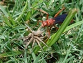 Tachypompilus ferrugineus, also known as the rusty spider wasp, hunting in Texas, United States