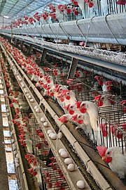 Photo of battery hens in Brazil