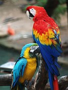 Guacamaya