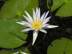 Flor de loto blanco egipcio.