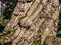 Trunk of the Catalpa bignonioides (detail).