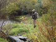 Fly fishing the Mitta Mitta