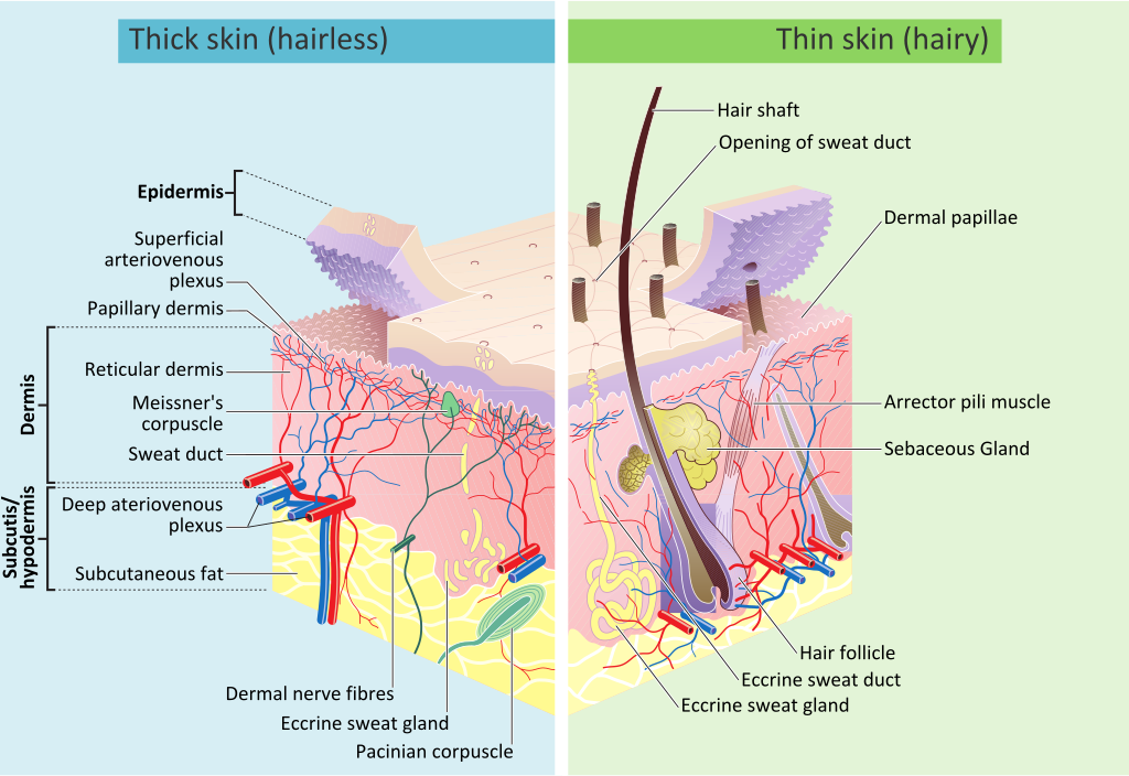  Skin layers, of both the hairy and hairless skin