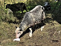 Svärdsjö sheep, an endangered Swedish local breed, licking salt