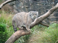 Pallas's cat in Edinburgh Zoo