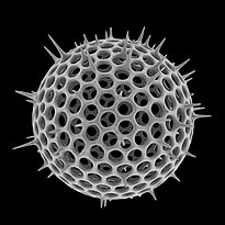 Shell of a spherical radiolarian