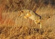 Coyotes pouncing on prey