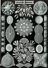 Drawings by Haeckel 1904 (click for details)