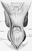 Bladder, prostate, and seminal vesicles of a stallion