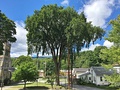 American elm tree in Adams, Massachusetts (August 2020)