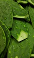 Fresh nopal for sale at a market