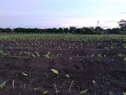 Turmeric farm on Deccan Plateau