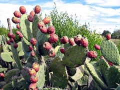 Nopal