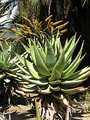 Aloe marlothii (flat-flowered aloe)