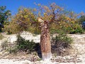 Adansonia rubrostipa