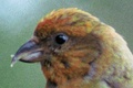 Head of a male crossbill showing asymmetrical upper and lower beak