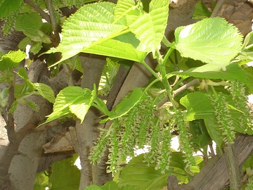 Young mulberry fruit clusters