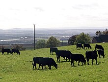 Black cattle grazing on green grass against a misty background