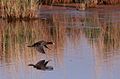 Red-knobbed coot