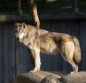 Subespecies: De izquierda a derecha y de arriba abajo: lobo común, lobo ibérico, perro, lobo del Mackenzie, dingo, lobo italiano, lobo indio, lobo tibetano y lobo ártico.