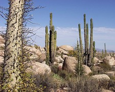 Desierto sin lluvias, Cataviñá, Baja California