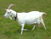 a short-haired white nanny goat on grass