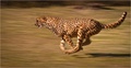 The record speeds cheetahs hold are owed in large to their muscle motility.