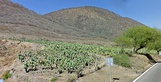 Cultivos de Nopal, una de las principales producciones de la zona.