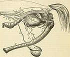 Genitourinary system of a stallion