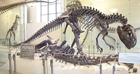 Mounted A. fragilis specimen (AMNH 5753), posed as scavenging an Apatosaurus