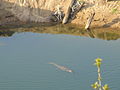 Crocodile, Makokwani Pools