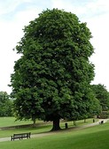 Planted as a feature tree in a park