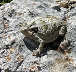 Short-tailed horned lizard (P. braconnieri), Oaxaca, Mexico (20 May 2013).