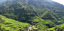 Ploughing a rice terrace with water buffaloes in Java