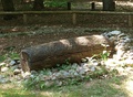 Log coffin burial, reconstruction.[193][178]