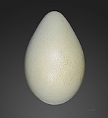 Egg of an emperor penguin, from Jacques Perrin de Brichambaut's collection, obtained at Archipel de Pointe Géologie, Adélie Land.