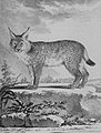 Lince, De Sève.