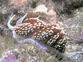 Hermissenda nudibranch, San Clemente Island