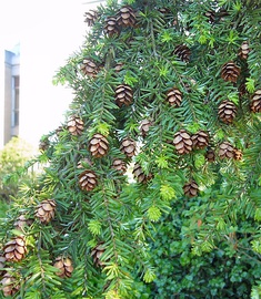 Branch with mature seed cones that have released their seeds